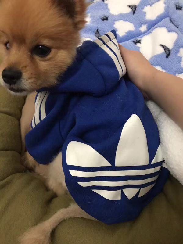 泰迪球球失踪急寻！南阳白河湿地公园明月桥附近走失