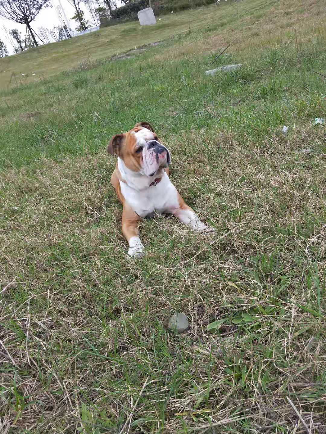 寻找英国斗牛犬小白