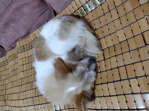成都南大街附近寻找丢失的狗瞳瞳