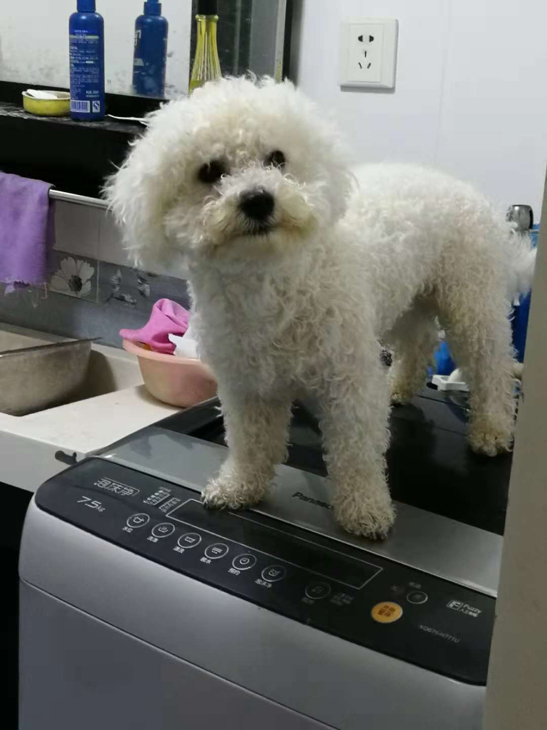 郑州白色比熊雪球寻狗启事