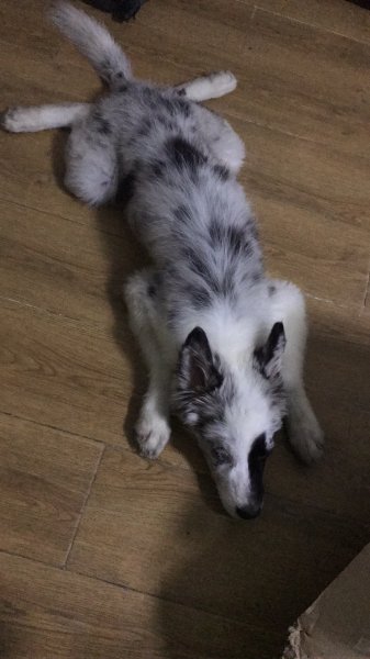 寻陨石色边牧母犬