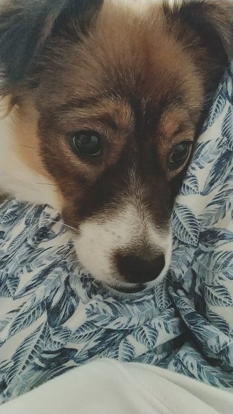 南京|寻找丢失的蝴蝶犬串串母狗卡乐比