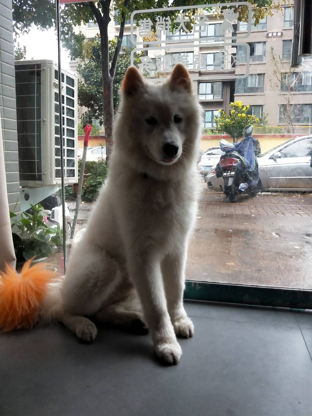 南阳寻爱犬萨摩耶小熊走失启事