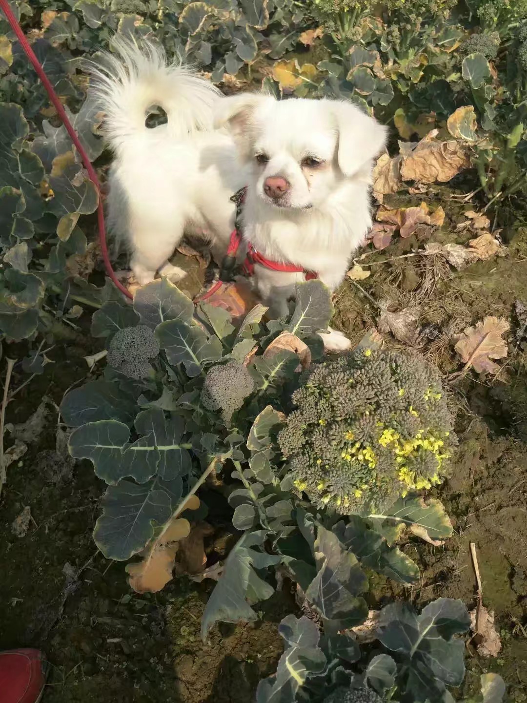 常州寻狗启事：宠物启示