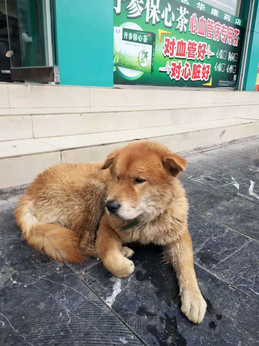 苏州吴中万达附近黄色母狗寻狗启事