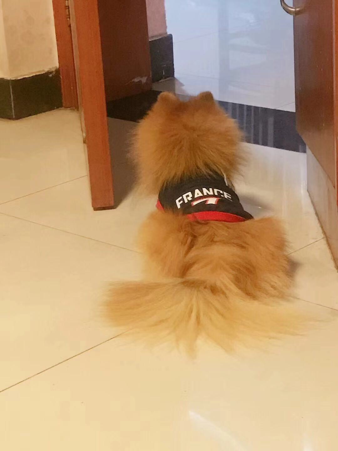 寻找爱犬小黄——博美！感谢金2000元！