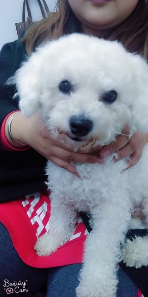 寻找白色比熊犬泥萌