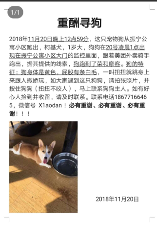 南宁北湖路万秀村寻狗柯基寻狗启事