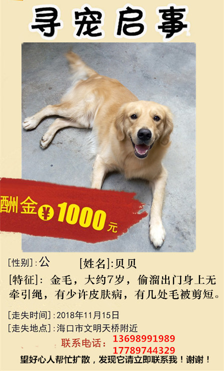 海口寻狗 金毛