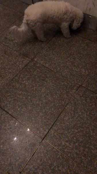 南昌三经路口走失比熊寻找主人