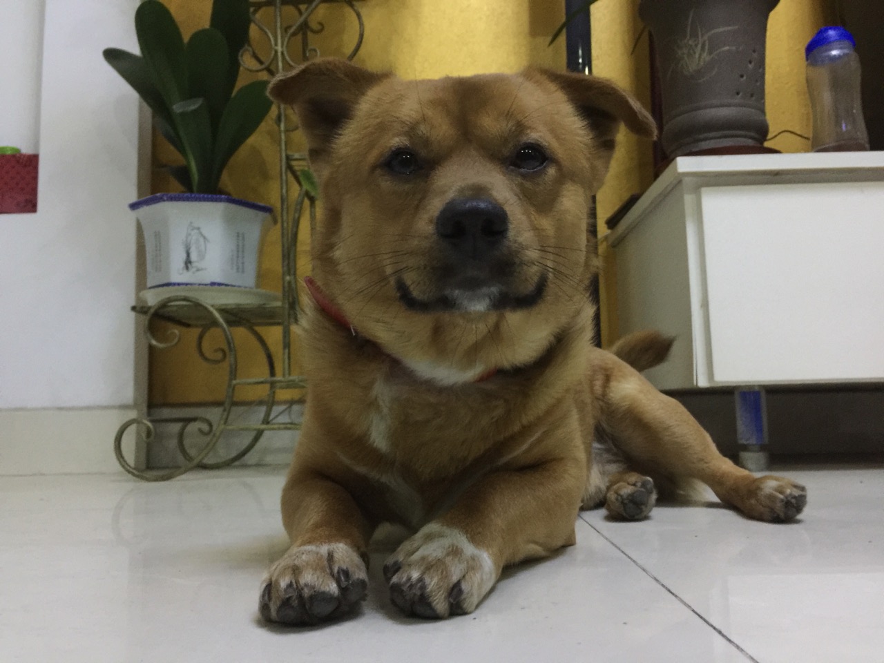 福州寻狗启事|希望|黄色土狗