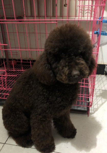 巧克力色巨型泰迪幼犬走失寻狗主人