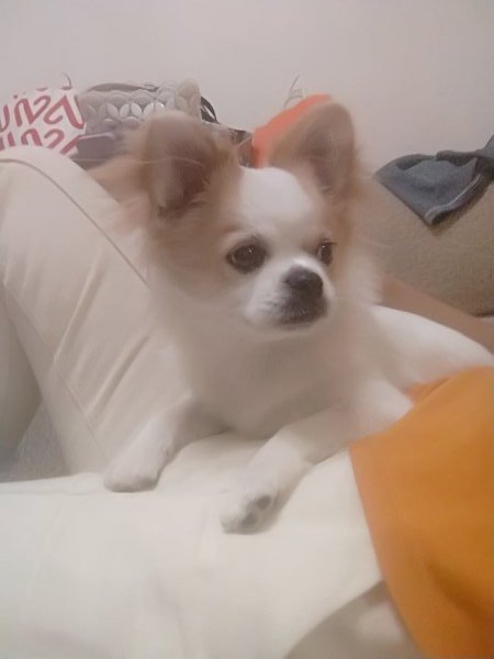 武汉寻找田园犬蝴蝶串串，眼都要哭瞎了，重谢