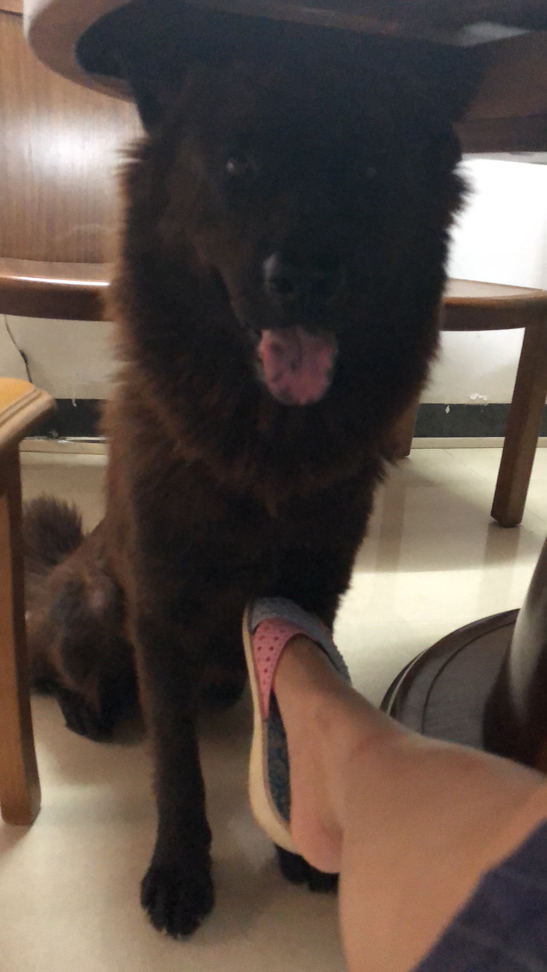 东莞大朗镇保成商业城寻找黑色土狗