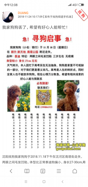沈阳沈河区南塔街附近走失泰迪寻狗启事