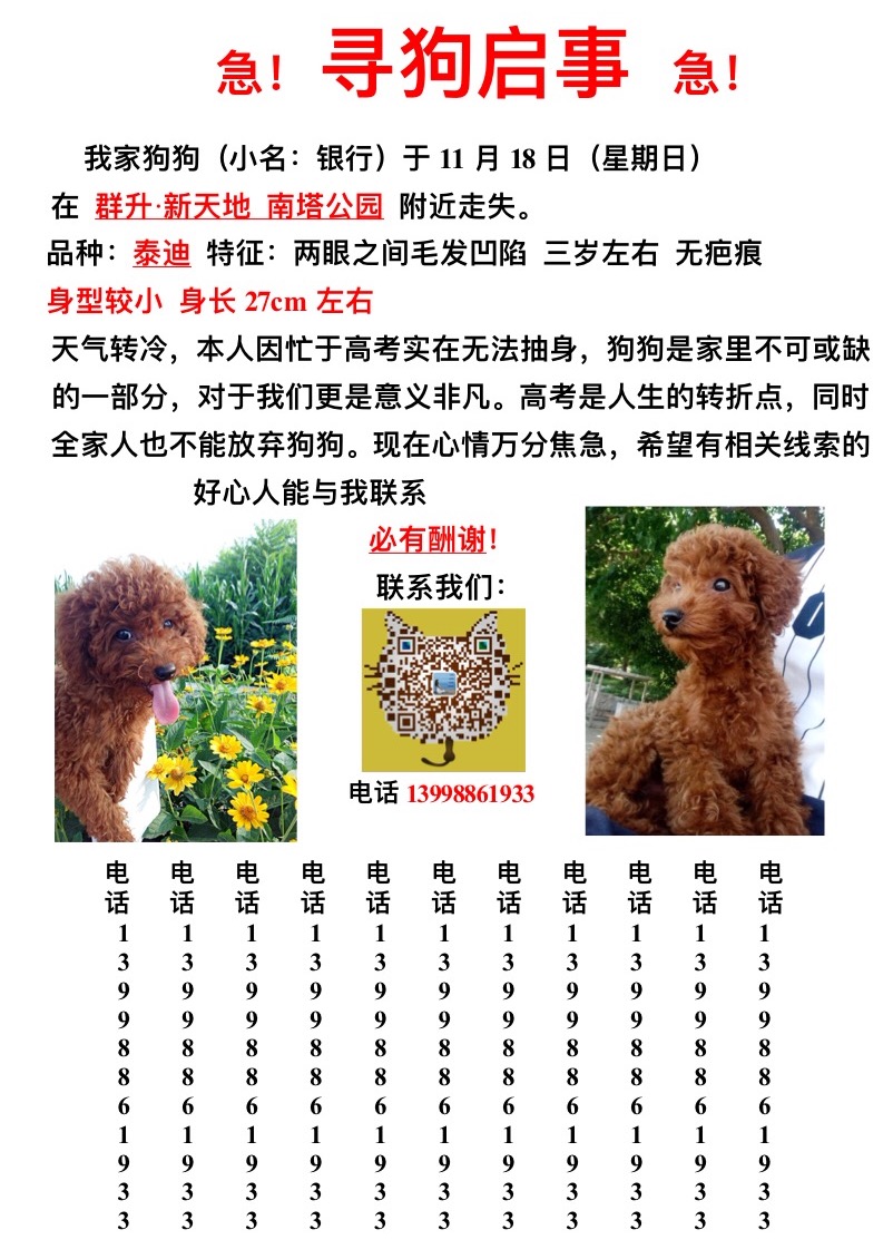 沈阳沈河区南塔街附近走失四岁泰迪小狗寻狗启事