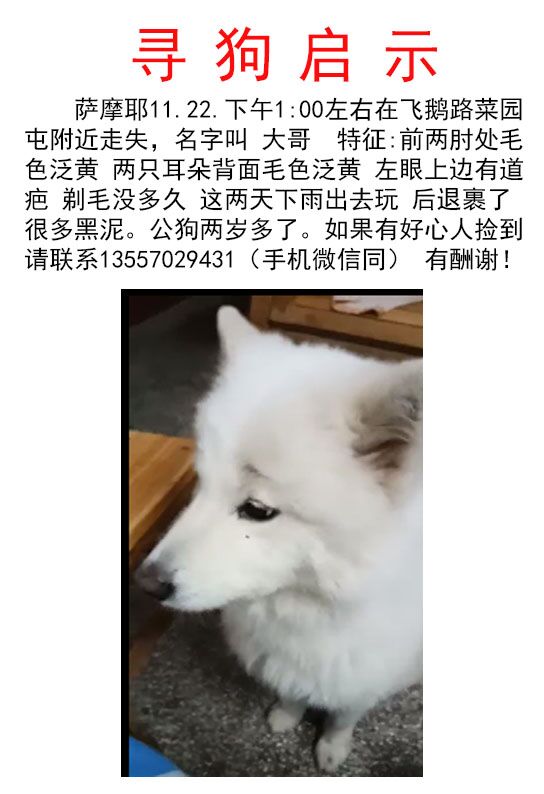 寻找萨摩耶小白，11月22日在柳州走失