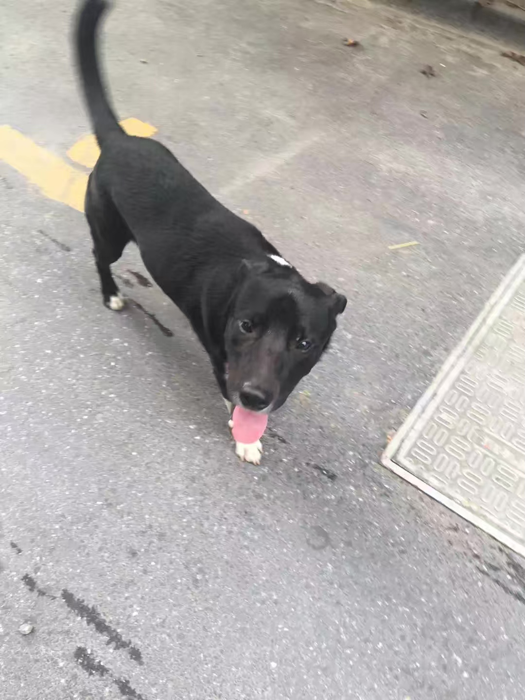 杭州寻狗启事：拉布拉多牧羊犬串串犬菠菜走失求助