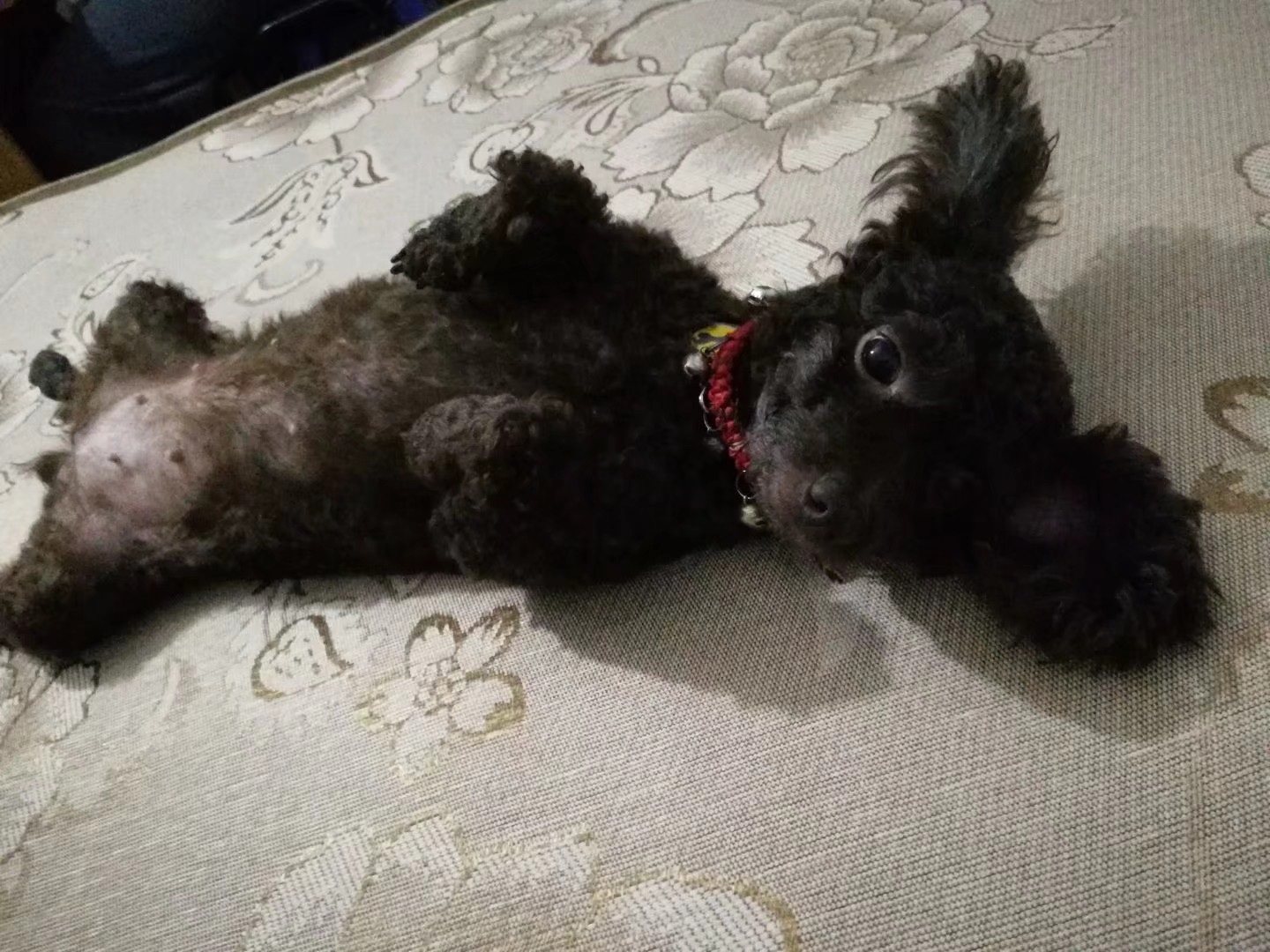 南宁西乡塘区深咖啡色贵宾母犬妞妞走失寻狗启事