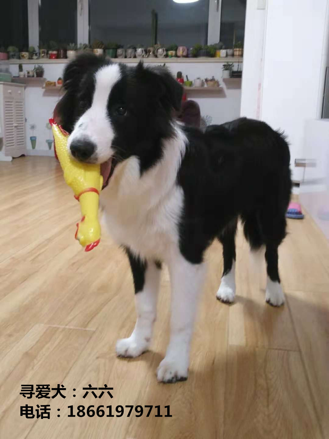 寻爱犬六六启事，青岛区域寻狗信息