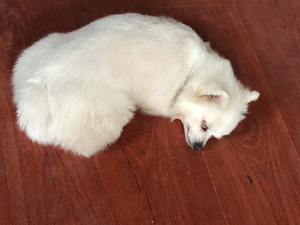 厦门前埔南区寻找一只5岁白色博美犬