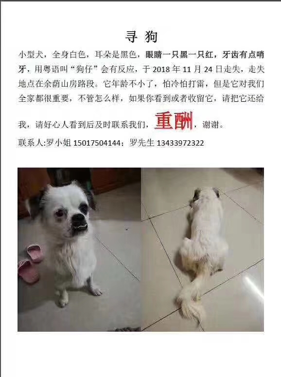 寻找失踪的狗仔，广州地区失踪寻狗启事
