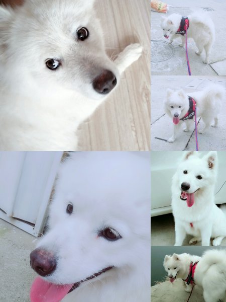萨摩小母丢失寻回启事