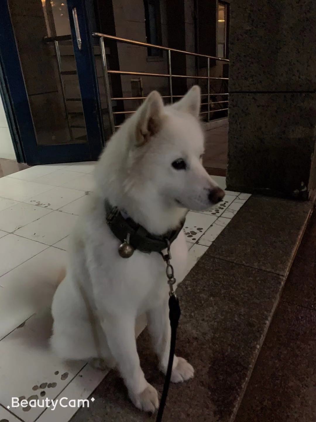 苏州郭巷尹东八村 萨摩耶犬寻回启事