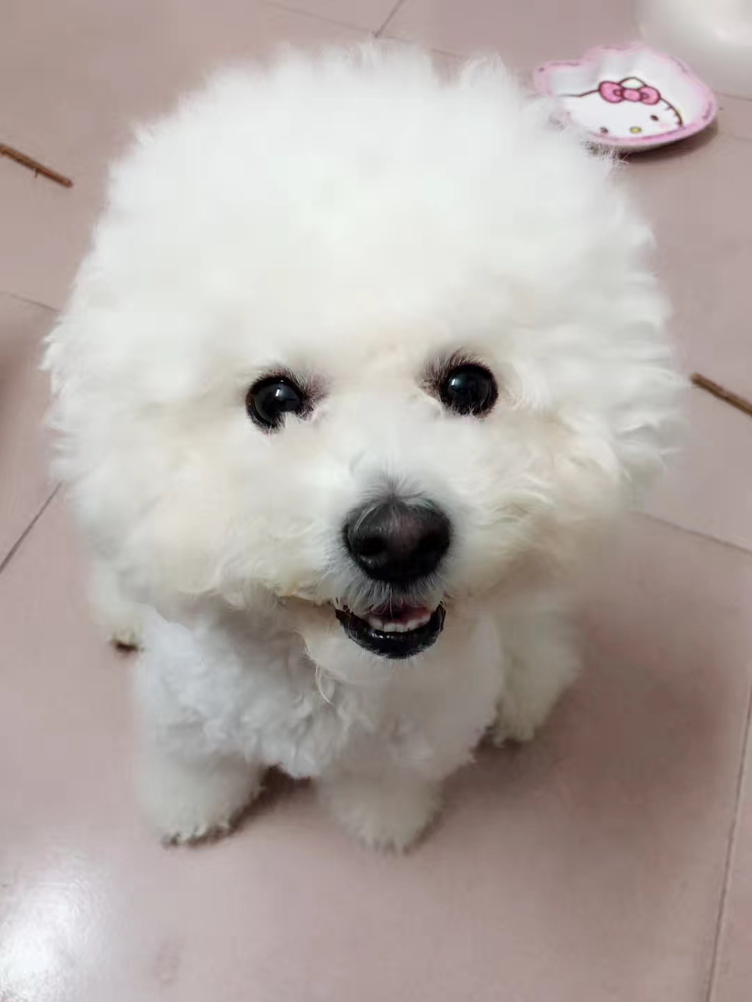 广州白云区遗失比熊犬汤圆 寻狗启事