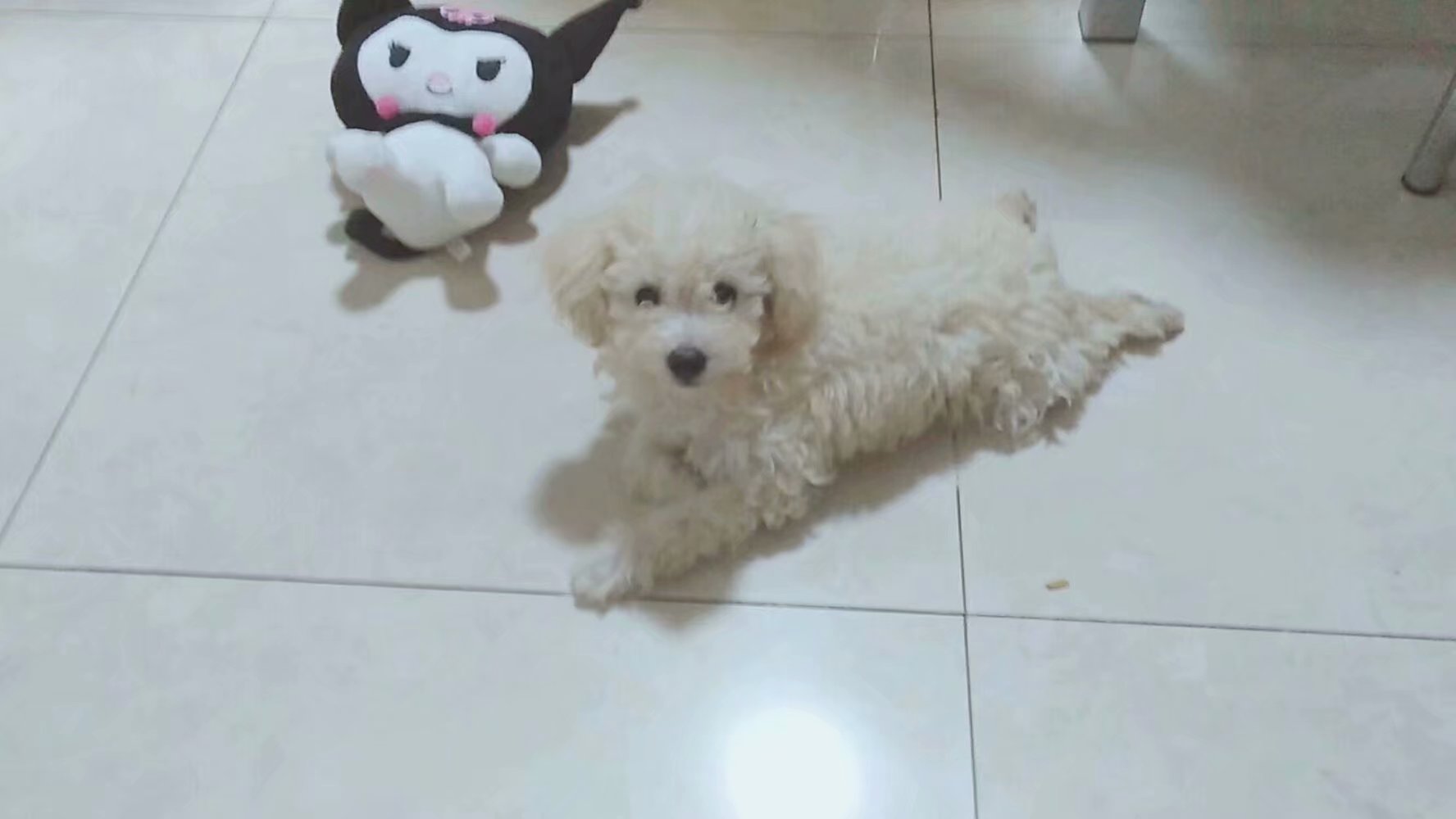 寻找丢失的白色泰迪母狗黏黏：深圳福田区
