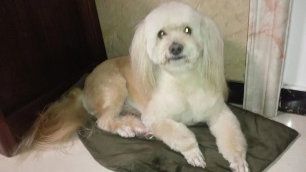 石家庄 寻贵宾犬凯尼启事
