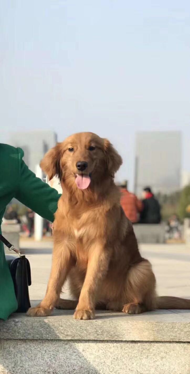 合肥肥西区金毛狗狗波比走失寻找启事