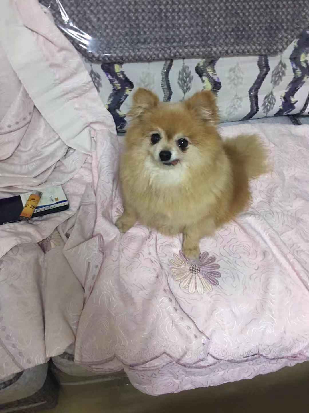 捡到博美犬需要寻找主人，快来帮帮我
