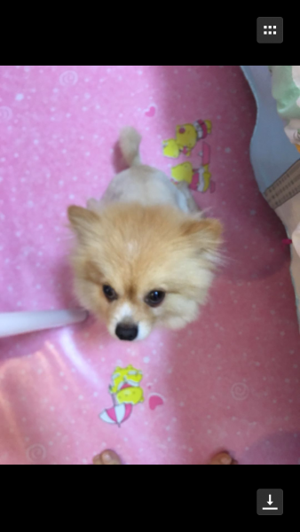西双版纳景洪告庄附近走失的7岁黄色博美犬毛球