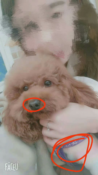 寻找爱犬Merry