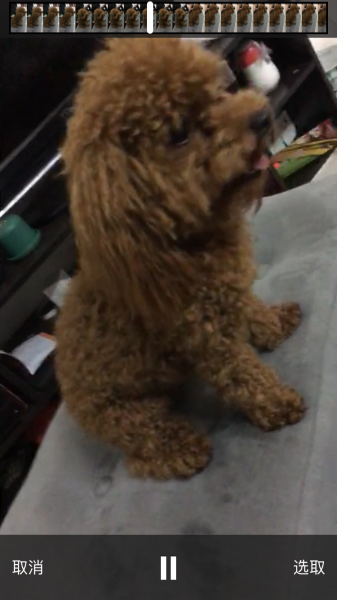 广州天河区寻找丢失的泰迪犬妮妮