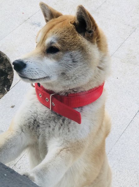 寻找一岁柴犬顺顺，北京国际花园西门走失