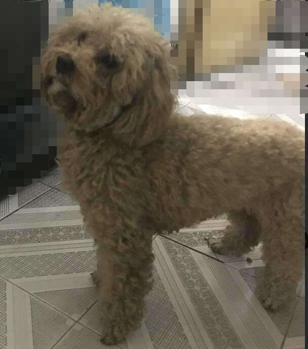 泰迪狗狗寻找家庭