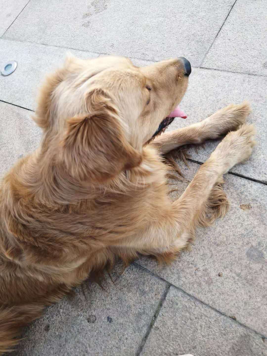 寻找爱犬金毛旺财|济南|天桥区
