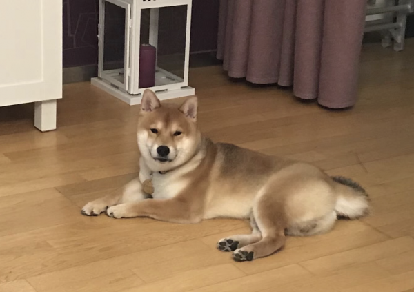 寻找黄色柴犬宝宝！