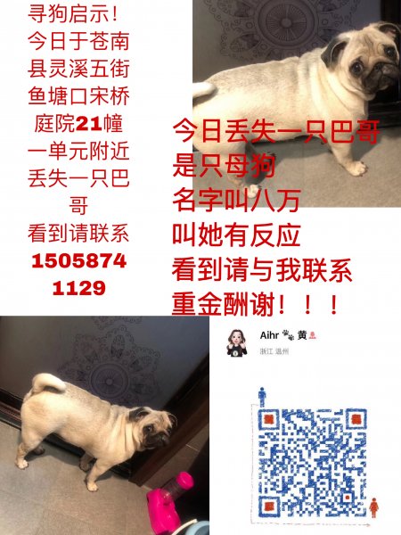 巴哥宝宝母 12月1日下午跑丢寻狗启事