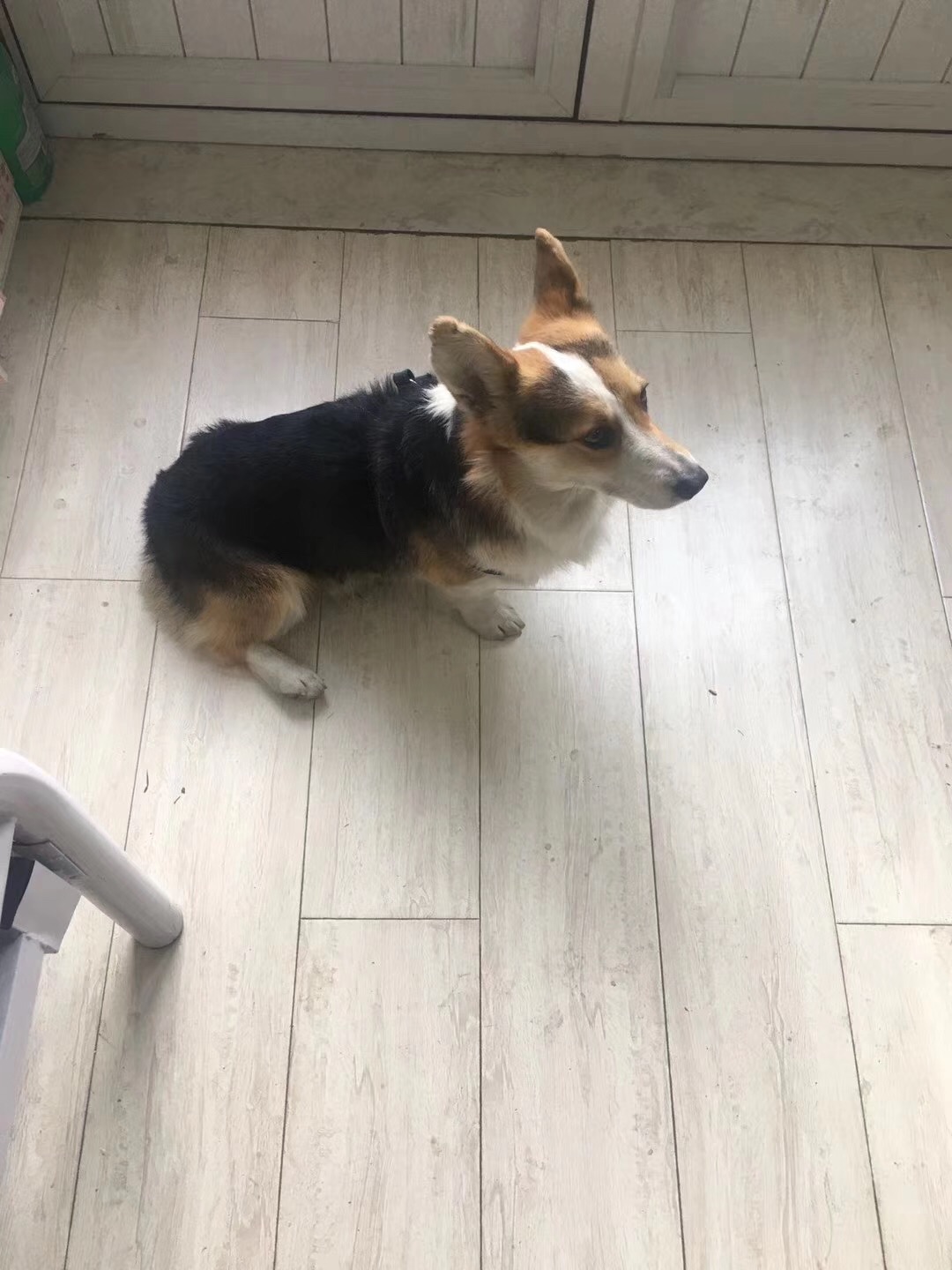 柯基小明走失启事