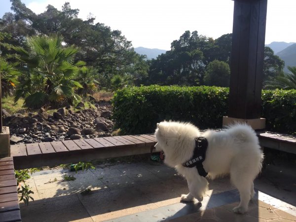 福州失落宠物寻回通知：寻傻脑二狗子