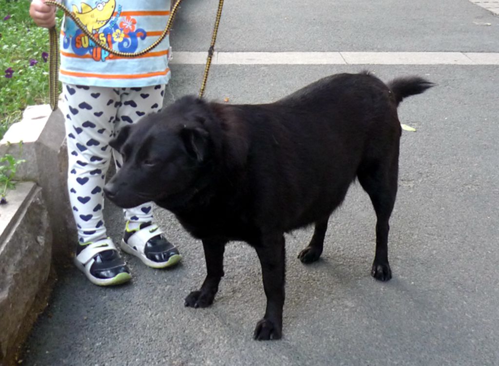 南京寻找小黑中华田园犬启事