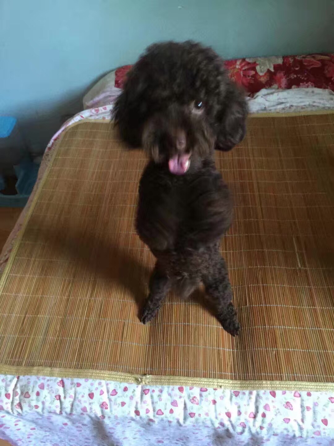 寻找咖啡色泰迪Lakey