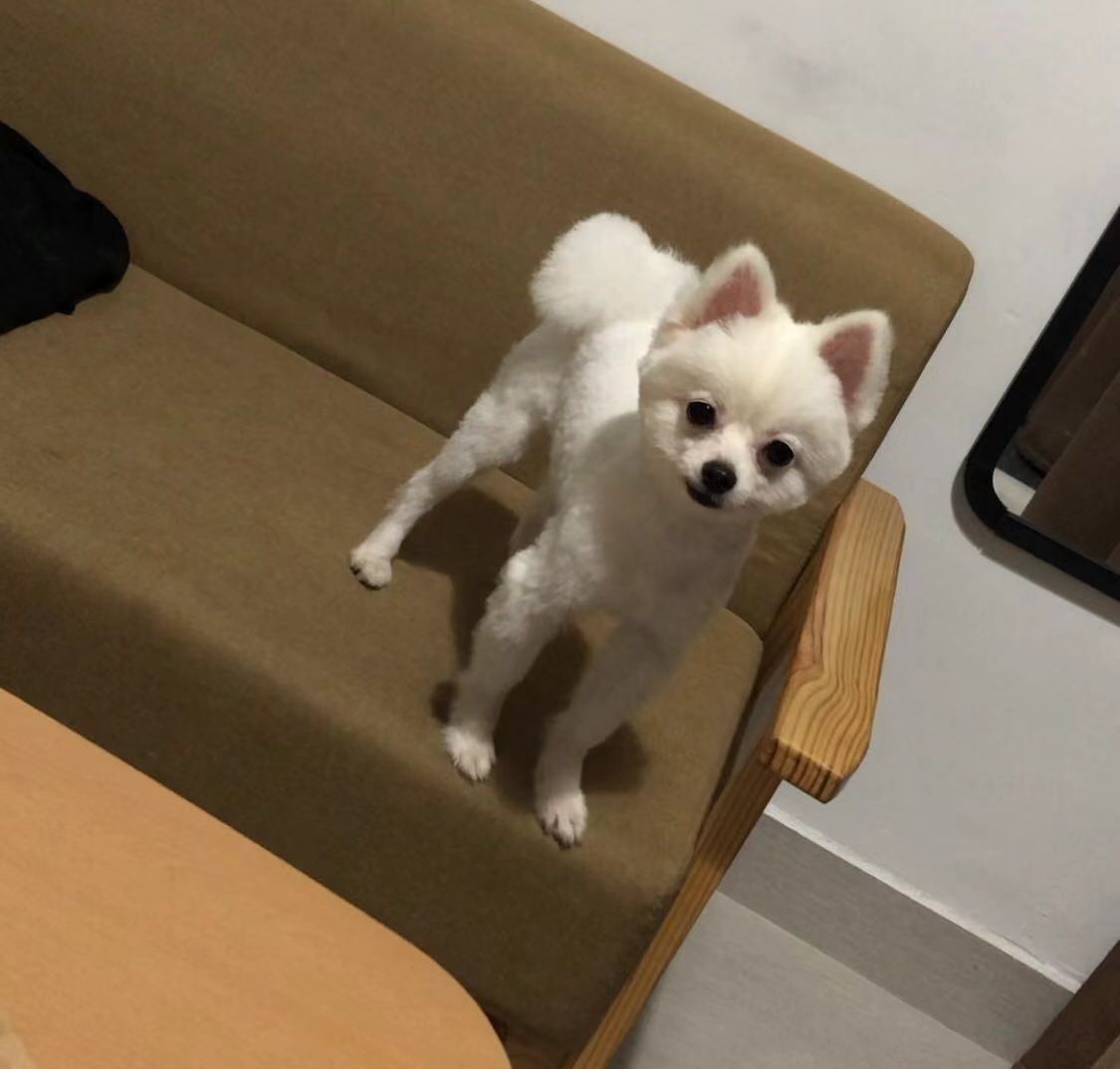 厦门金山街道博美小白走失启事