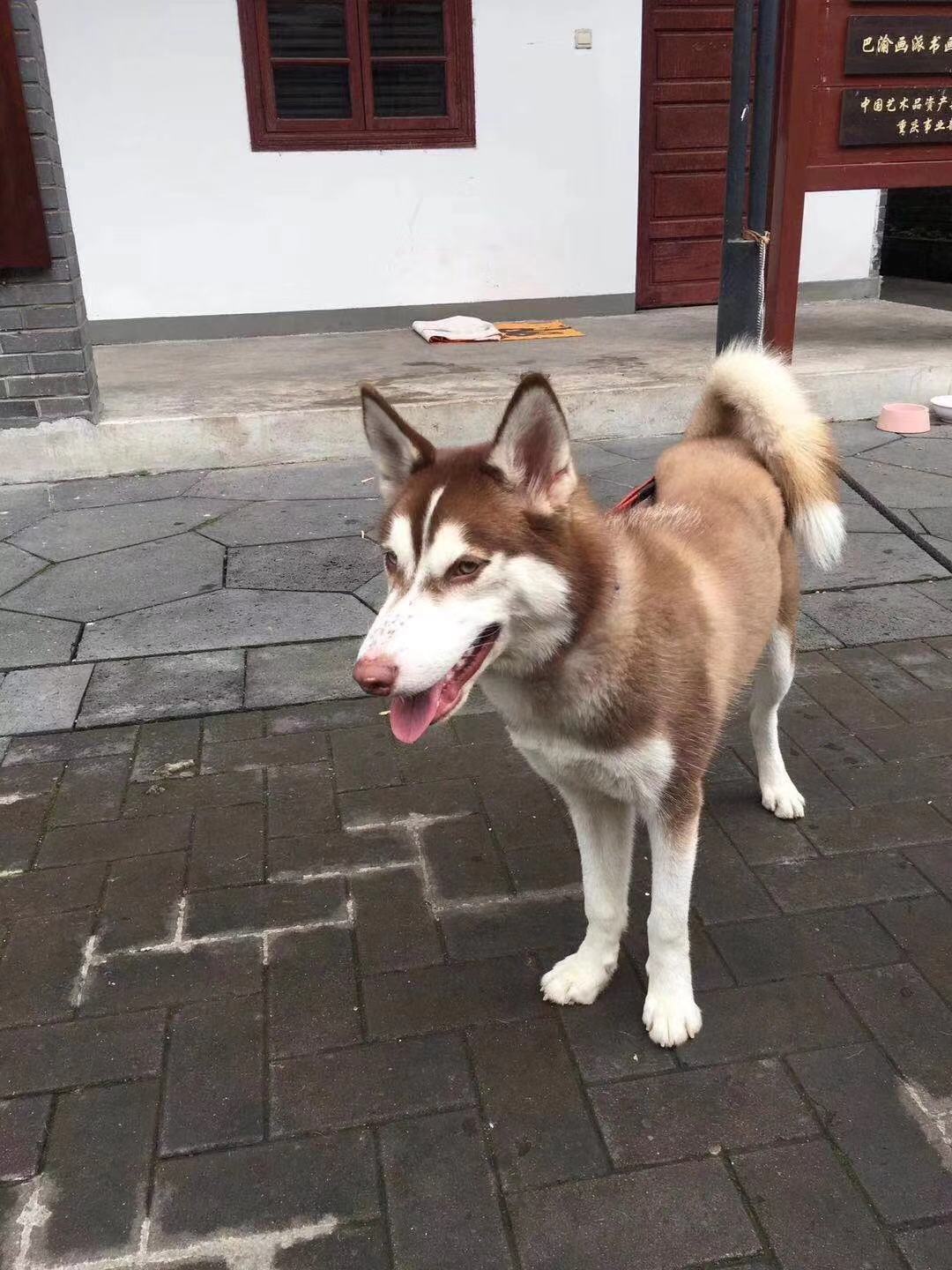 重庆寻哈士奇小丸子，异瞳母狗走失启事