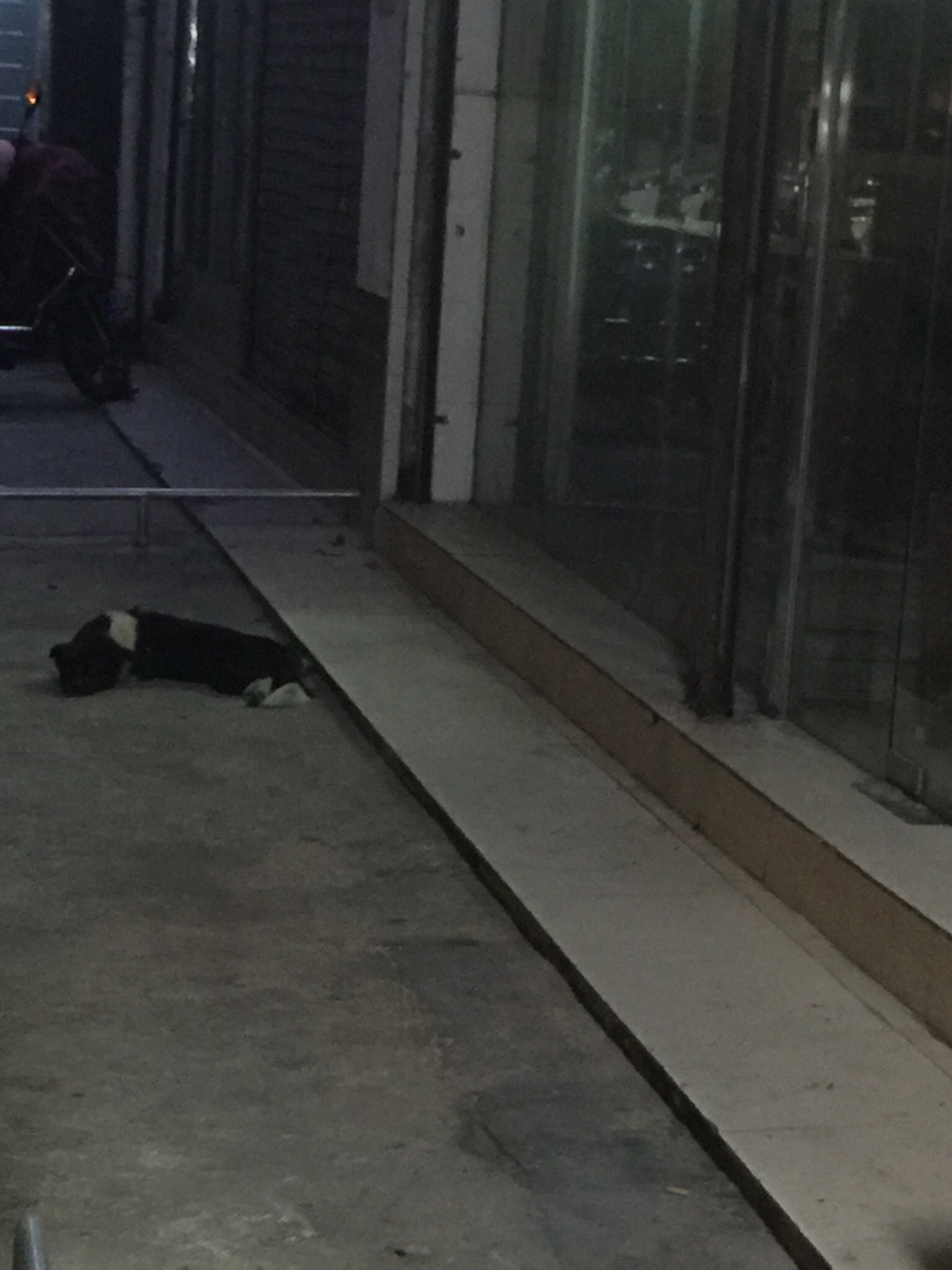 急寻狗狗主人，狗狗名叫旺财，海南海口寻狗启事