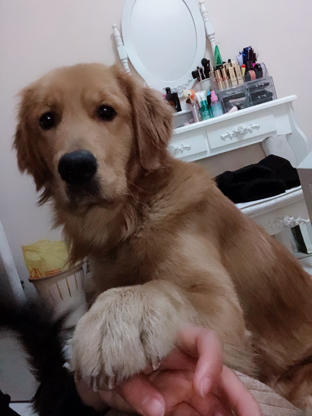重金悬赏！寻找我家爱狗石子儿