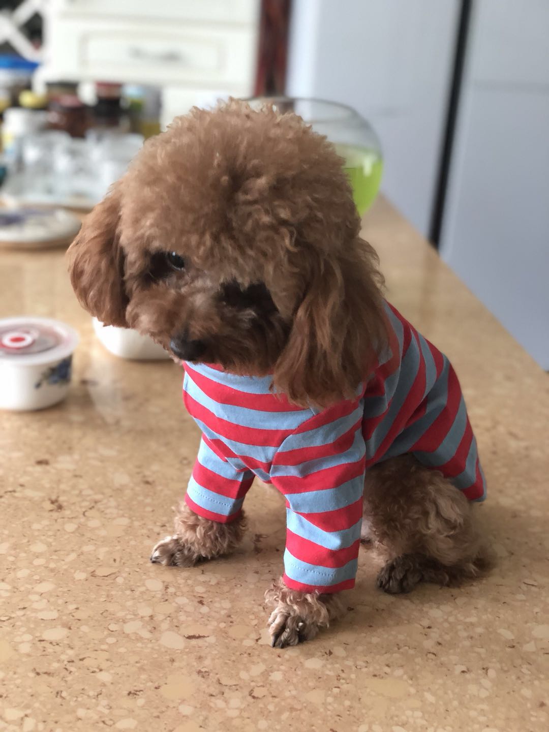 青岛寻狗：泰迪犬皮皮丢失在五四广场